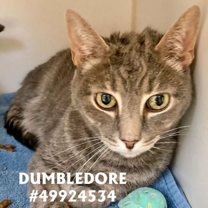 Dumbledore , an adopted Domestic Short Hair in Wilkes Barre, PA_image-1