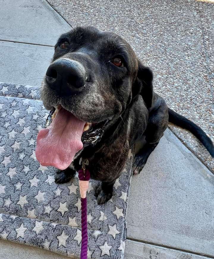 Bear, an adoptable Mastiff, Great Dane in Pensacola, FL, 32505 | Photo Image 2