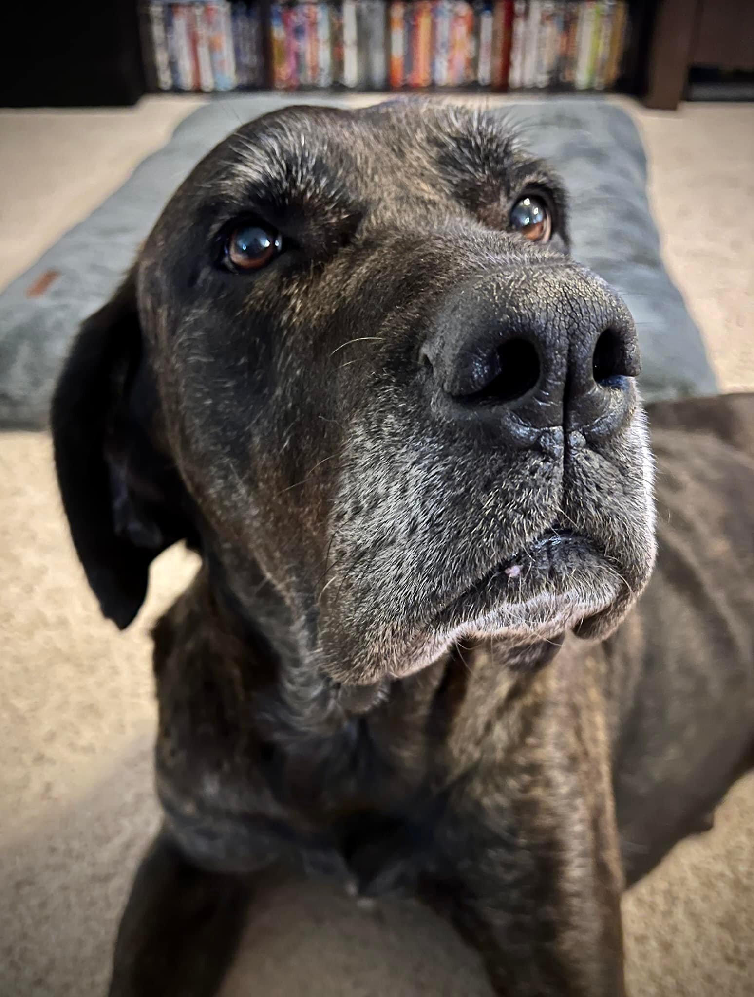 Bear, an adoptable Mastiff, Great Dane in Pensacola, FL, 32505 | Photo Image 4