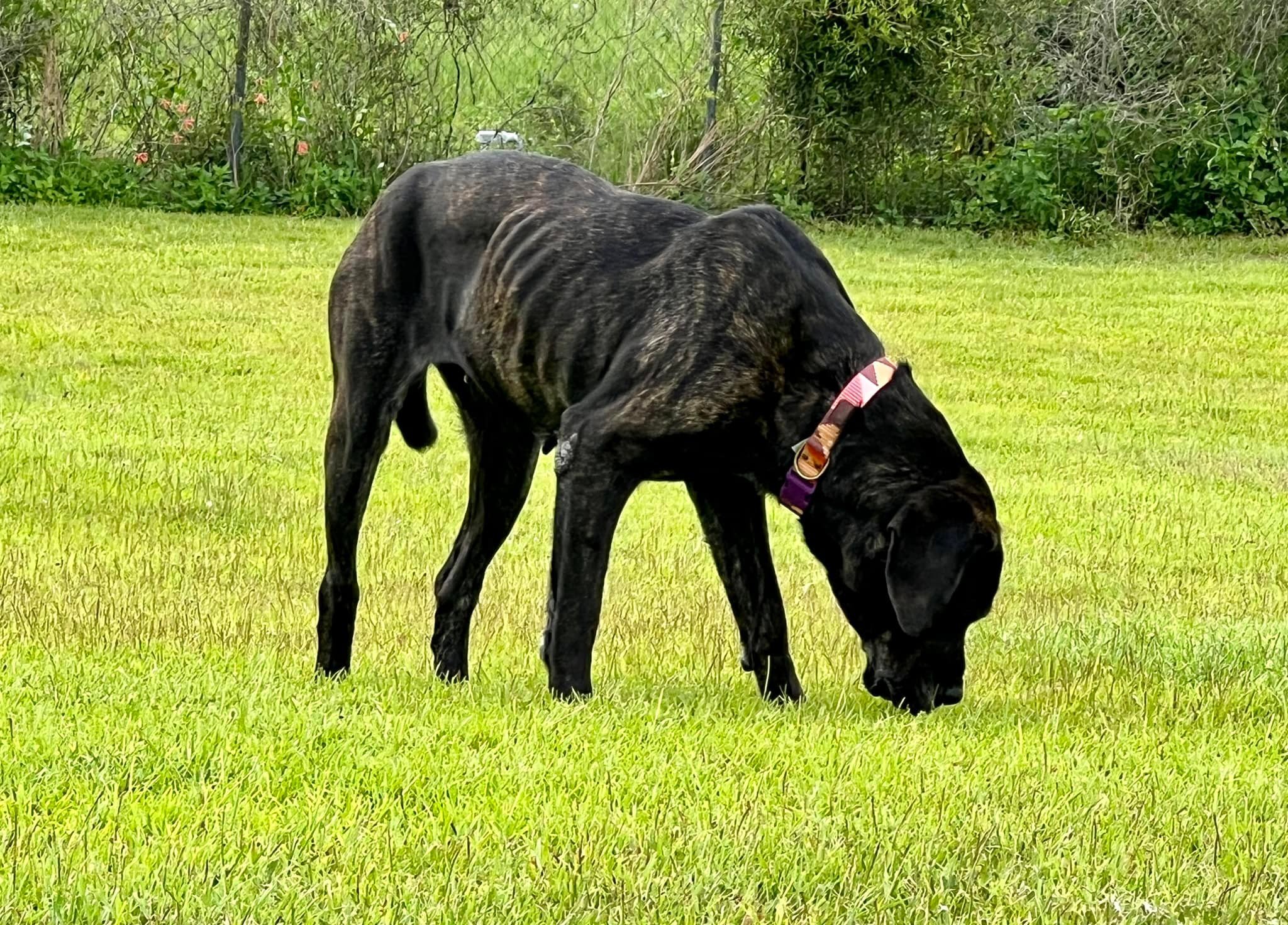 Bear, an adoptable Mastiff, Great Dane in Pensacola, FL, 32505 | Photo Image 6