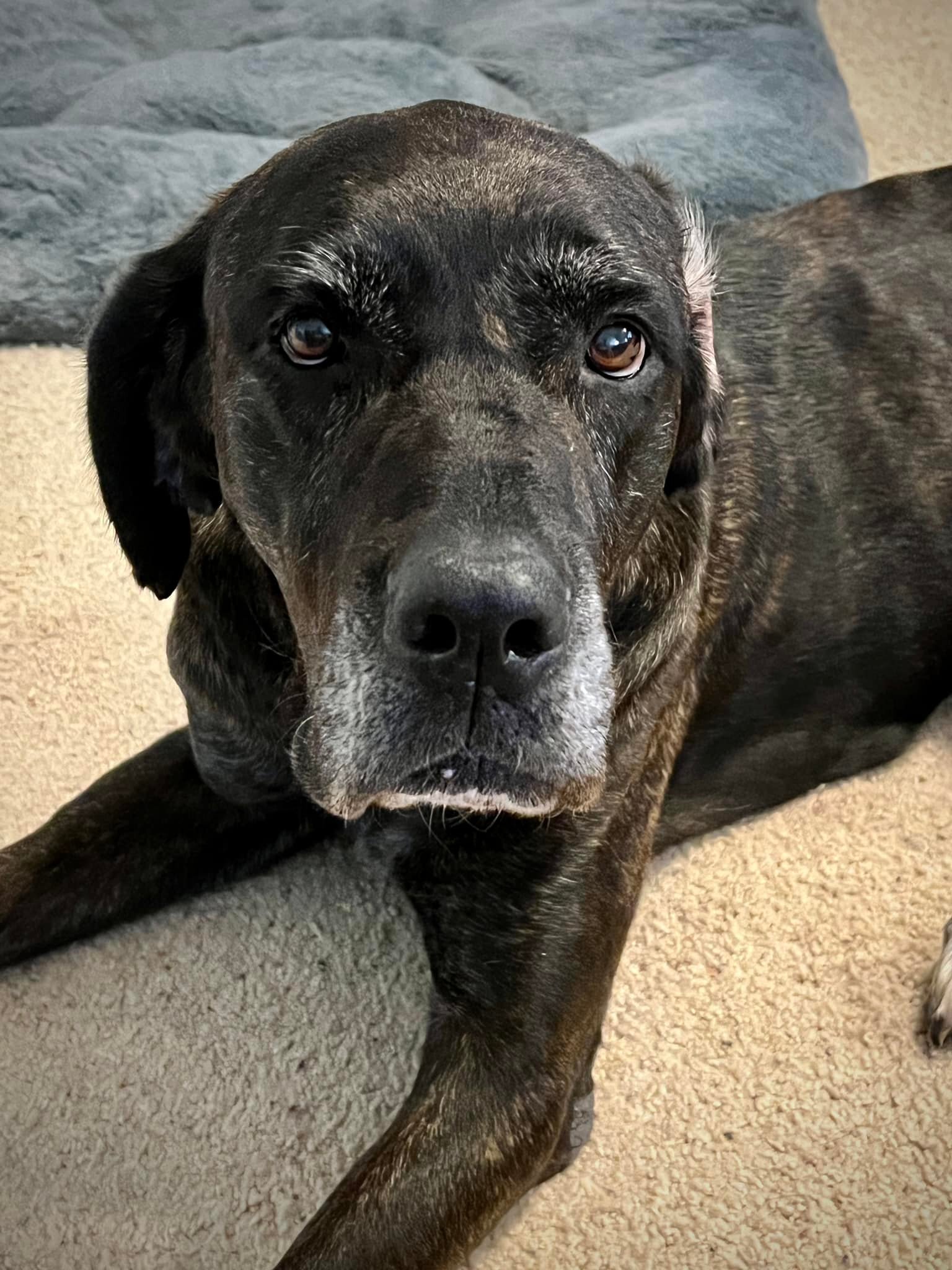 Bear, an adoptable Mastiff, Great Dane in Pensacola, FL, 32505 | Photo Image 8