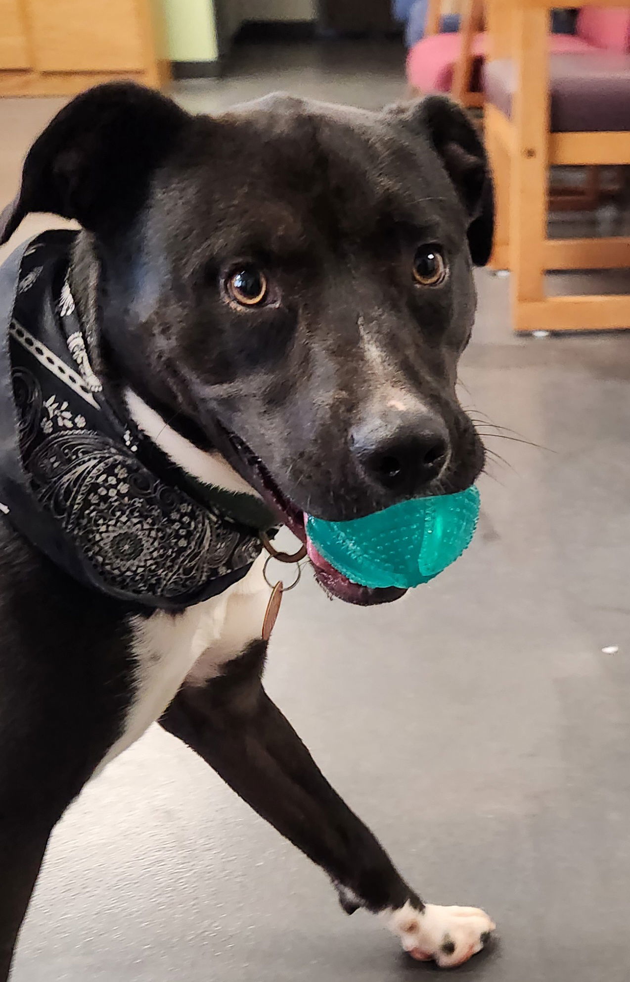 Oreo, an adoptable Terrier in Clinton, OK, 73601 | Photo Image 1