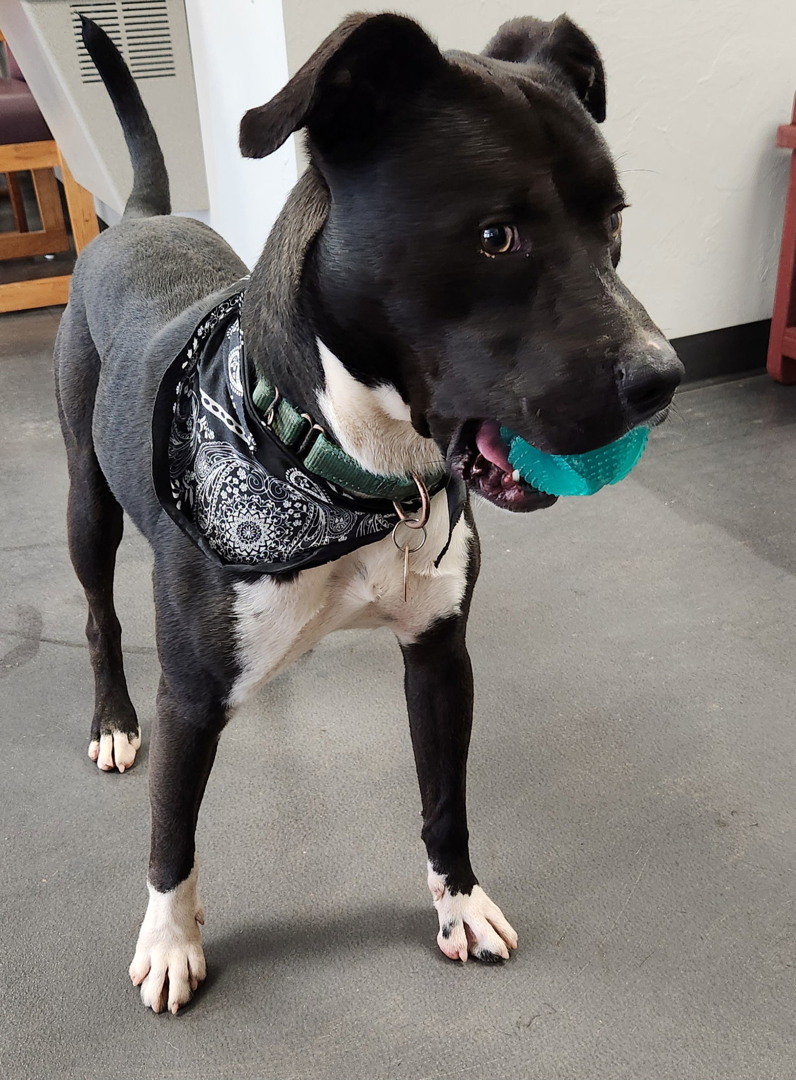 Oreo, an adoptable Terrier in Clinton, OK, 73601 | Photo Image 2