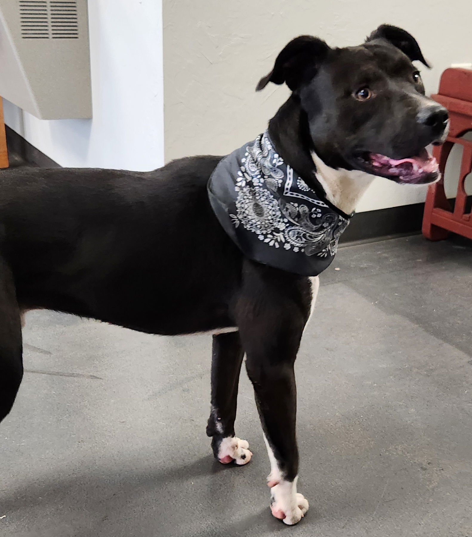 Oreo, an adoptable Terrier in Clinton, OK, 73601 | Photo Image 3