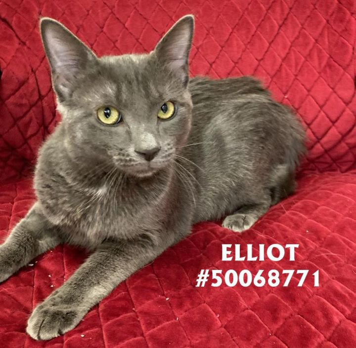 Elliot , an adopted Domestic Short Hair in Wilkes Barre, PA_image-1