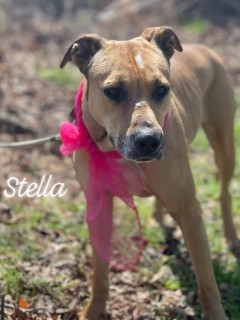 Stella