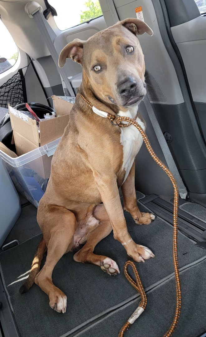 Pitbull and hot sale catahoula mix