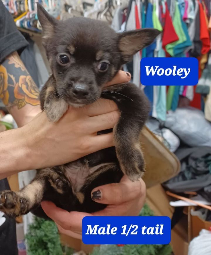 Wooley 1