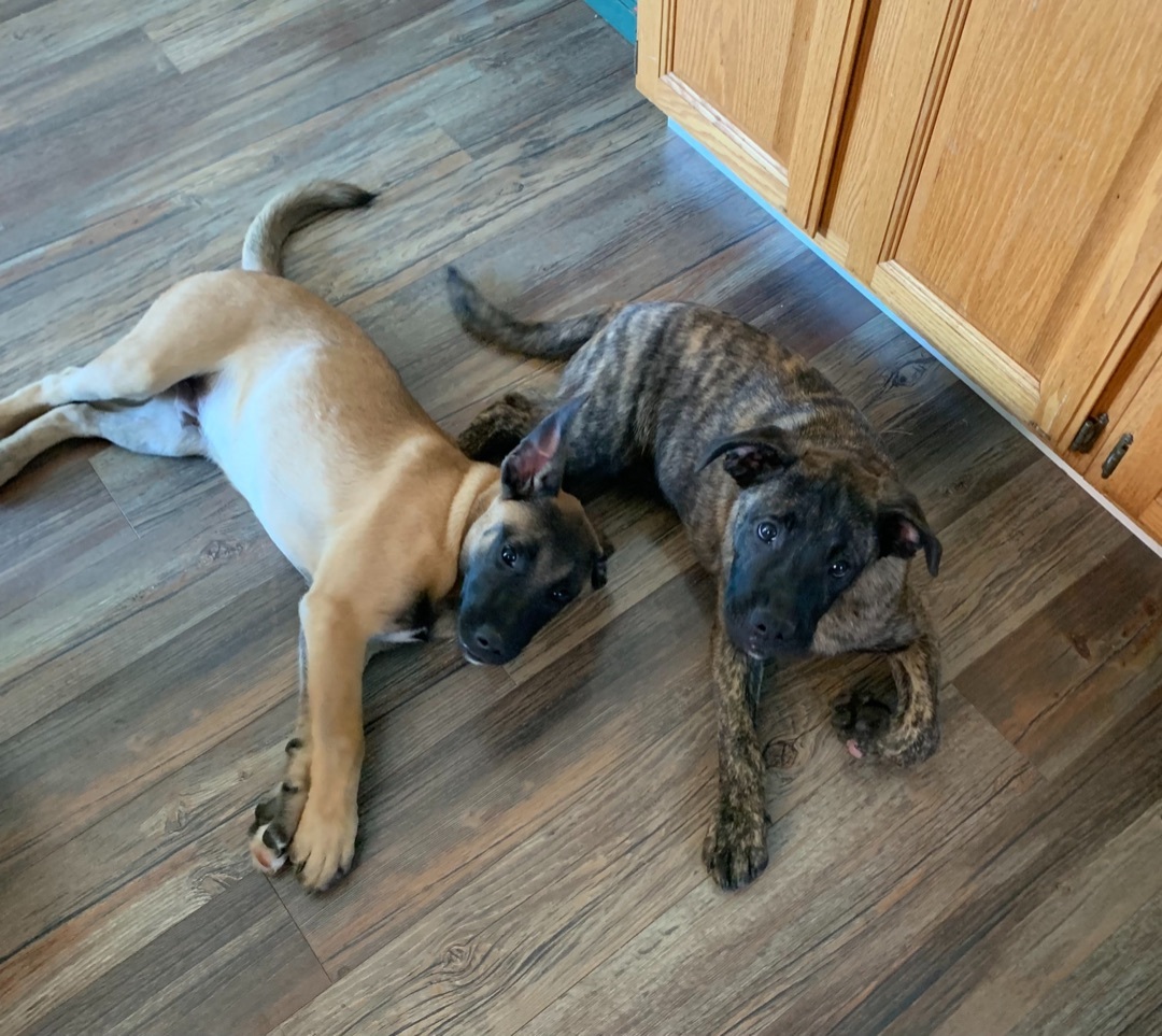 Mastiff/Lab mix pups