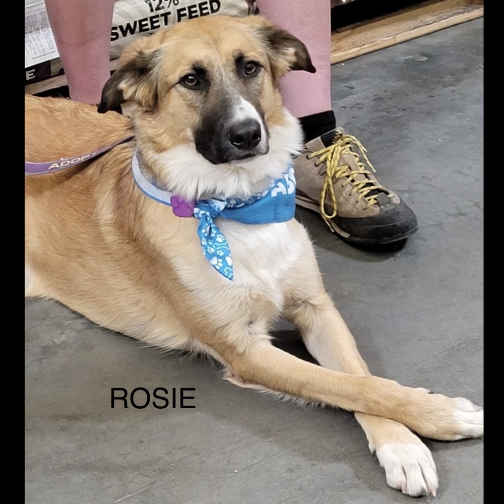 Rosie (Rhea)