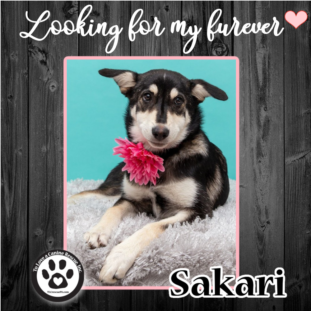 Sakari (Shuskie Sibling) 070222