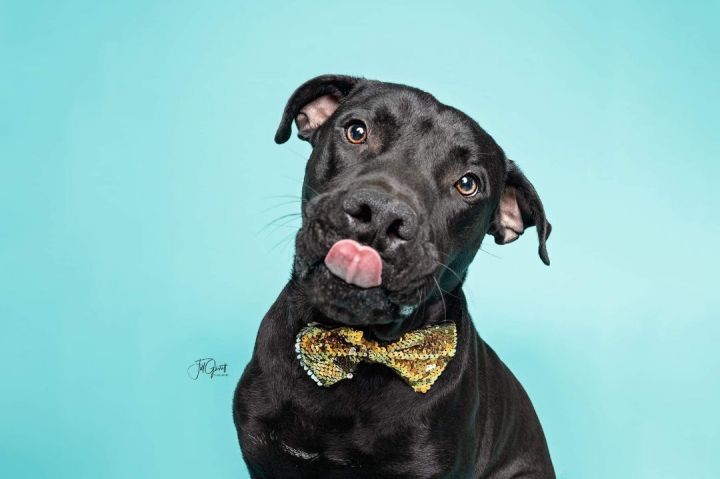 Lincoln, an adoptable Pit Bull Terrier Mix in Cypress, TX_image-3