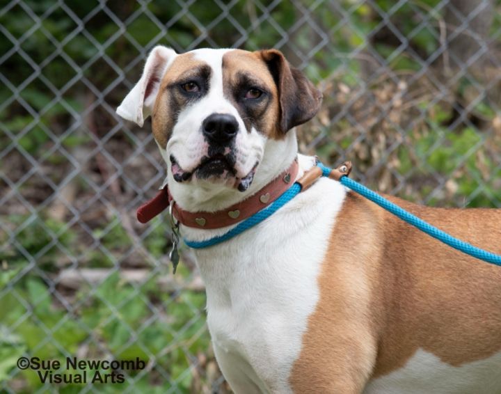 Marlo, an adoptable Terrier & Saint Bernard Mix in Shorewood, IL_image-1