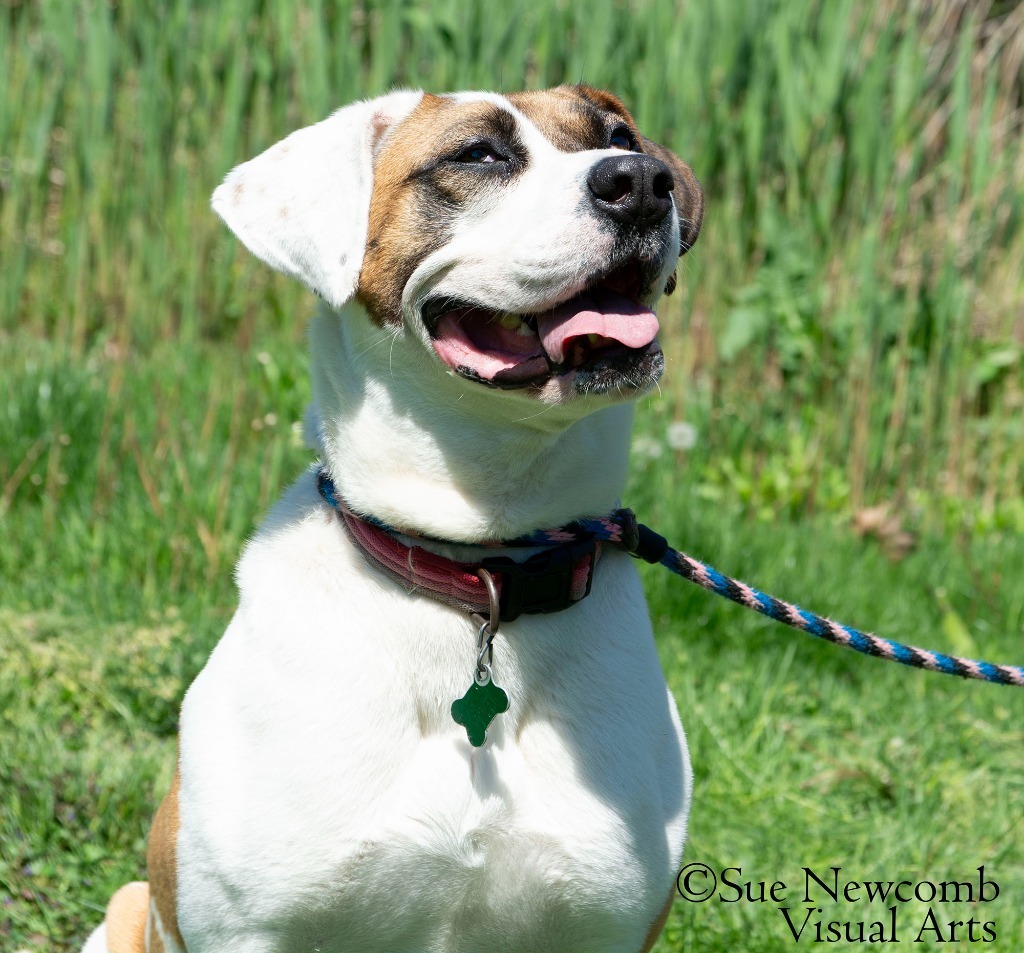 Marlo, an adoptable Pit Bull Terrier, Saint Bernard in Shorewood, IL, 60431 | Photo Image 1