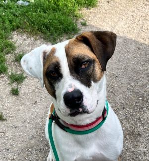 Marlo, Adult Female Pit Bull Terrier