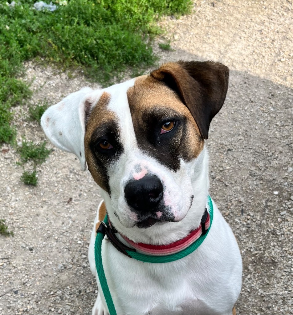 Marlo, an adoptable Pit Bull Terrier, Saint Bernard in Shorewood, IL, 60431 | Photo Image 1