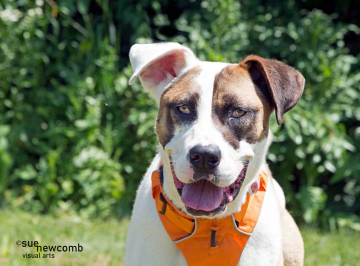 Marlo, an adoptable Terrier & Saint Bernard Mix in Shorewood, IL_image-2