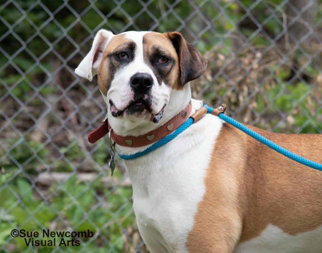 Marlo, an adoptable Pit Bull Terrier, Saint Bernard in Shorewood, IL, 60431 | Photo Image 2