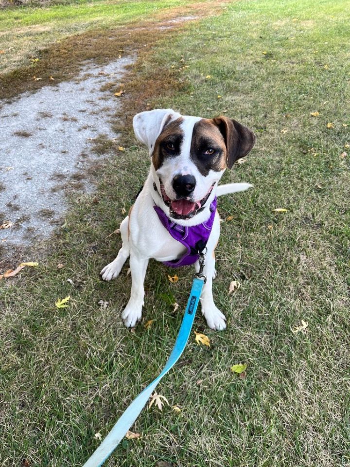 Marlo, an adoptable Terrier & Saint Bernard Mix in Shorewood, IL_image-3