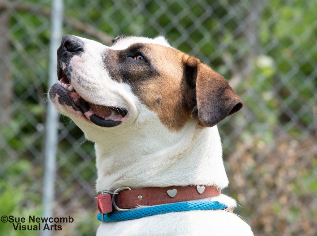 Marlo, an adoptable Pit Bull Terrier, Saint Bernard in Shorewood, IL, 60431 | Photo Image 3