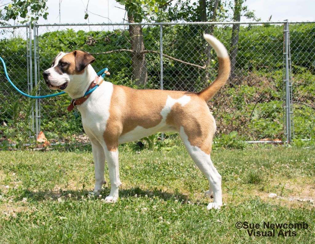 Marlo, an adoptable Pit Bull Terrier, Saint Bernard in Shorewood, IL, 60431 | Photo Image 3