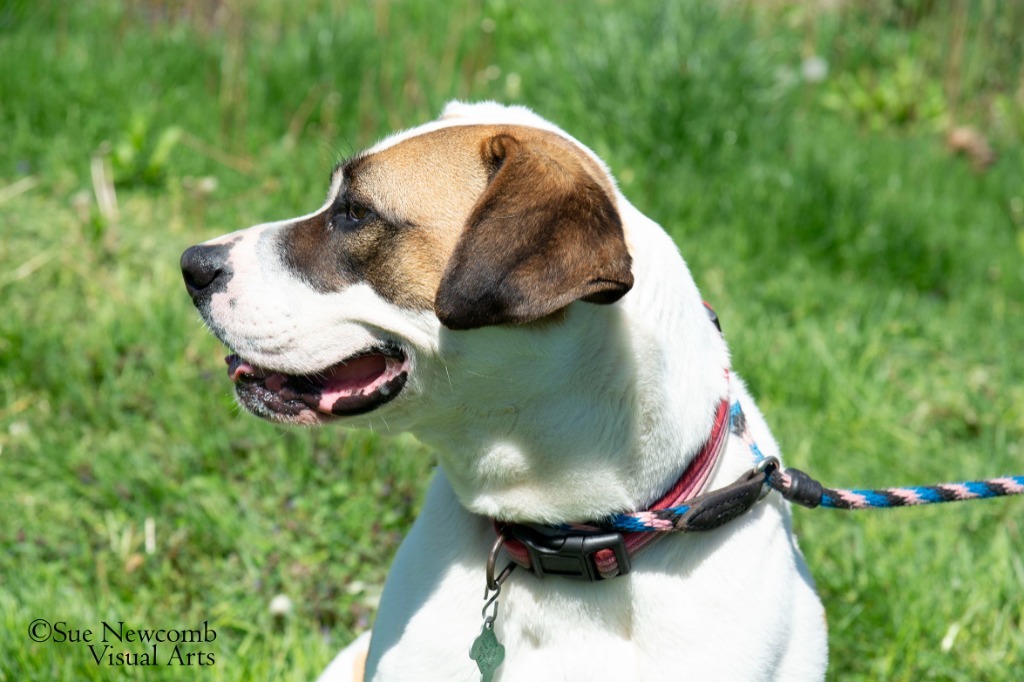Marlo, an adoptable Pit Bull Terrier, Saint Bernard in Shorewood, IL, 60431 | Photo Image 4