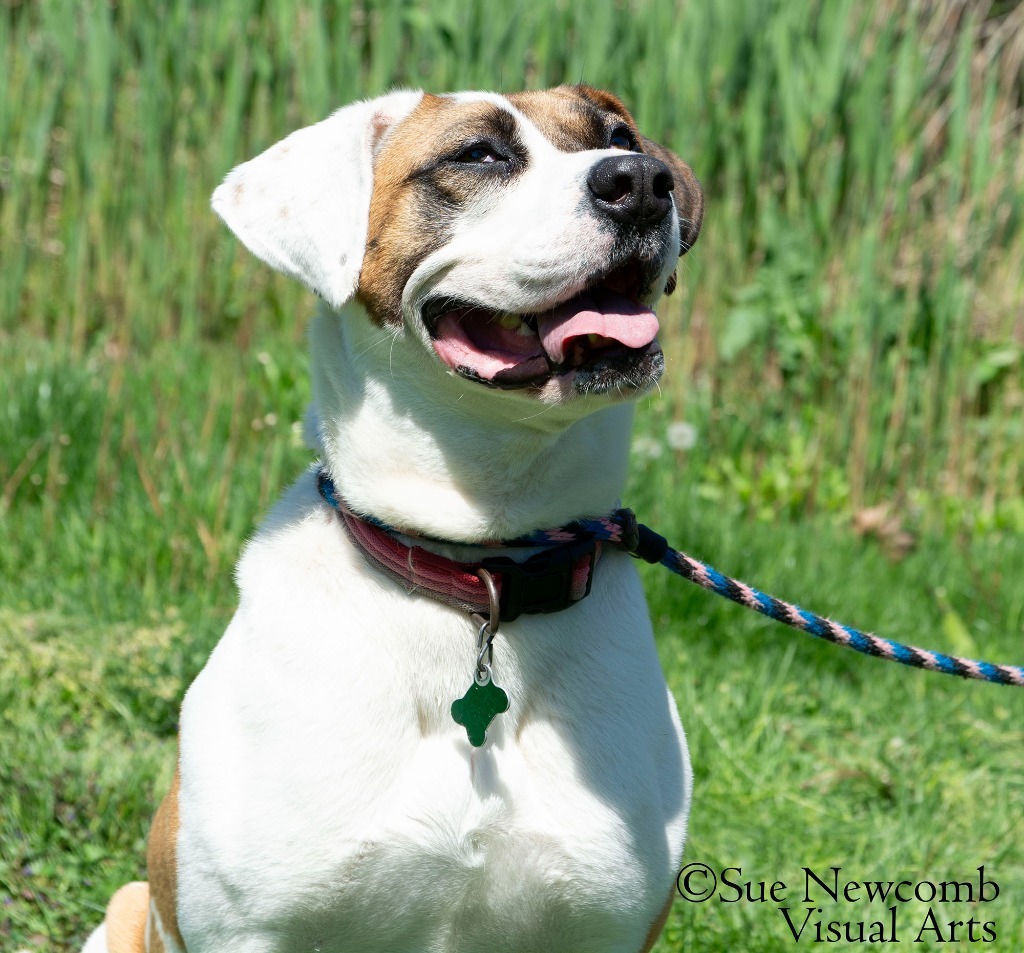 Marlo, an adoptable Pit Bull Terrier, Saint Bernard in Shorewood, IL, 60431 | Photo Image 4