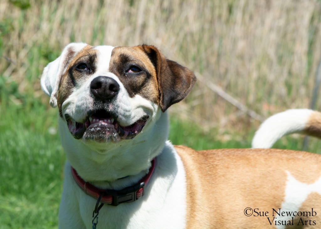 Marlo, an adoptable Pit Bull Terrier, Saint Bernard in Shorewood, IL, 60431 | Photo Image 5