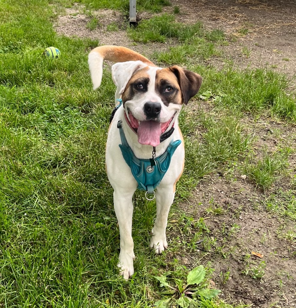 Marlo, an adoptable Pit Bull Terrier, Saint Bernard in Shorewood, IL, 60431 | Photo Image 5