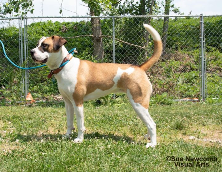 Marlo, an adoptable Terrier & Saint Bernard Mix in Shorewood, IL_image-6