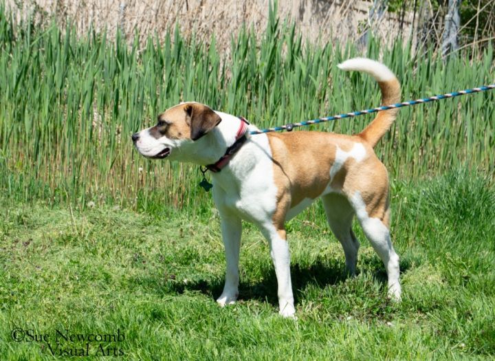 Marlo, an adoptable Pit Bull Terrier & Saint Bernard Mix in Shorewood, IL_image-6