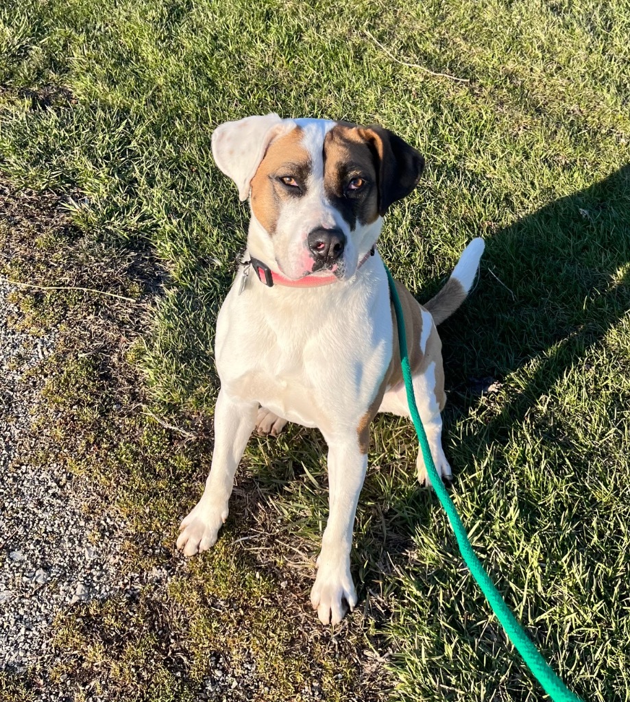 Marlo, an adoptable Pit Bull Terrier, Saint Bernard in Shorewood, IL, 60431 | Photo Image 6