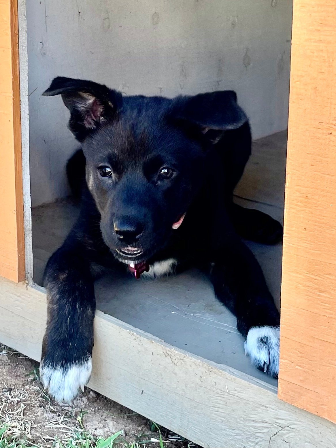 Raven Puppy