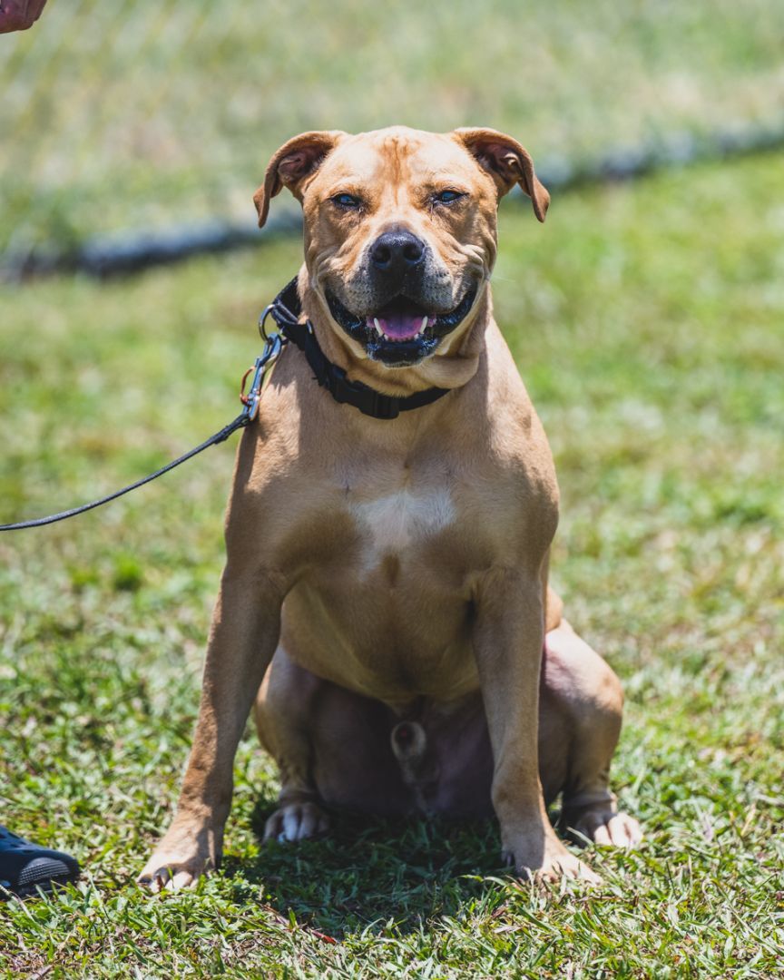 Duke - TRAINED DOG