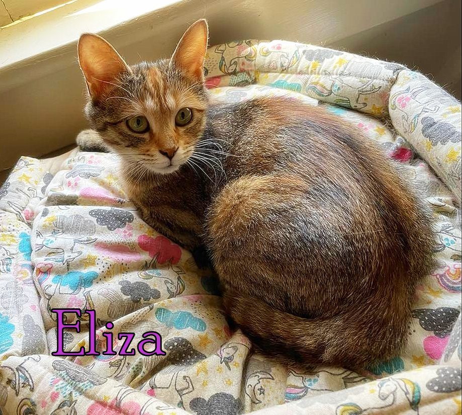 Eliza, an adoptable Tabby, Calico in Culpeper, VA, 22701 | Photo Image 1