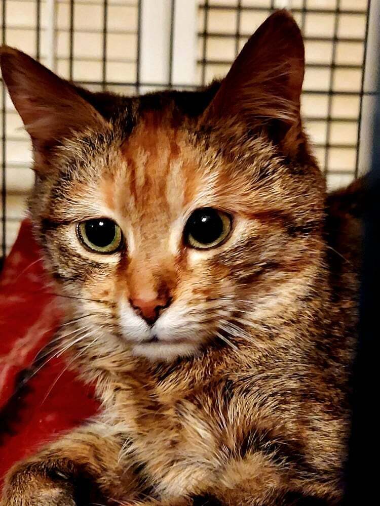 Eliza, an adoptable Tabby, Calico in Culpeper, VA, 22701 | Photo Image 2