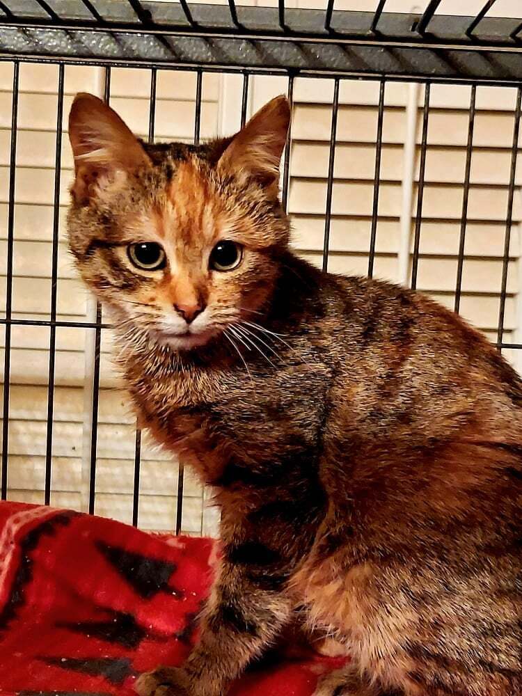 Eliza, an adoptable Tabby, Calico in Culpeper, VA, 22701 | Photo Image 3