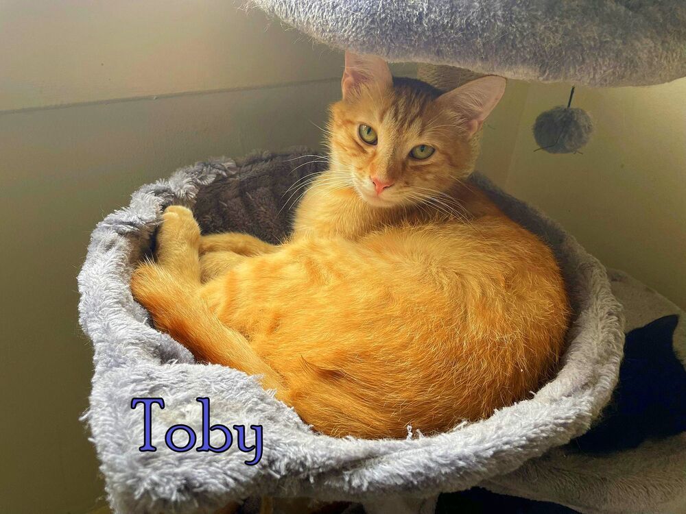 Toby, an adoptable Tabby, Domestic Short Hair in Culpeper, VA, 22701 | Photo Image 1