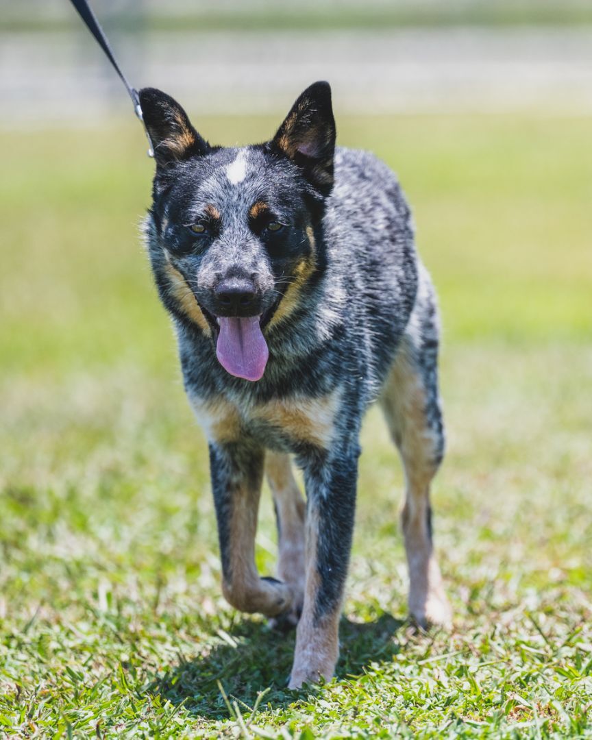 Bluey - TRAINED DOG