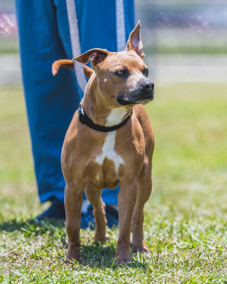 Porter - TRAINED DOG