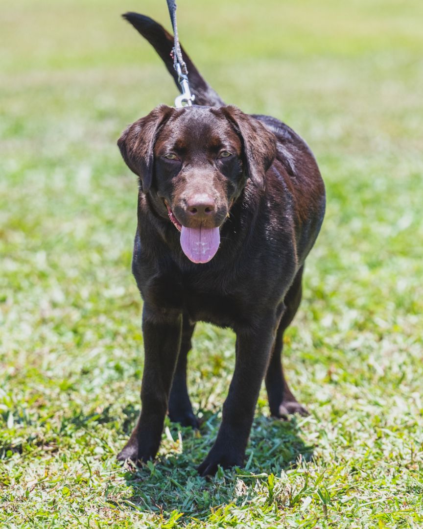 Sage - TRAINED DOG