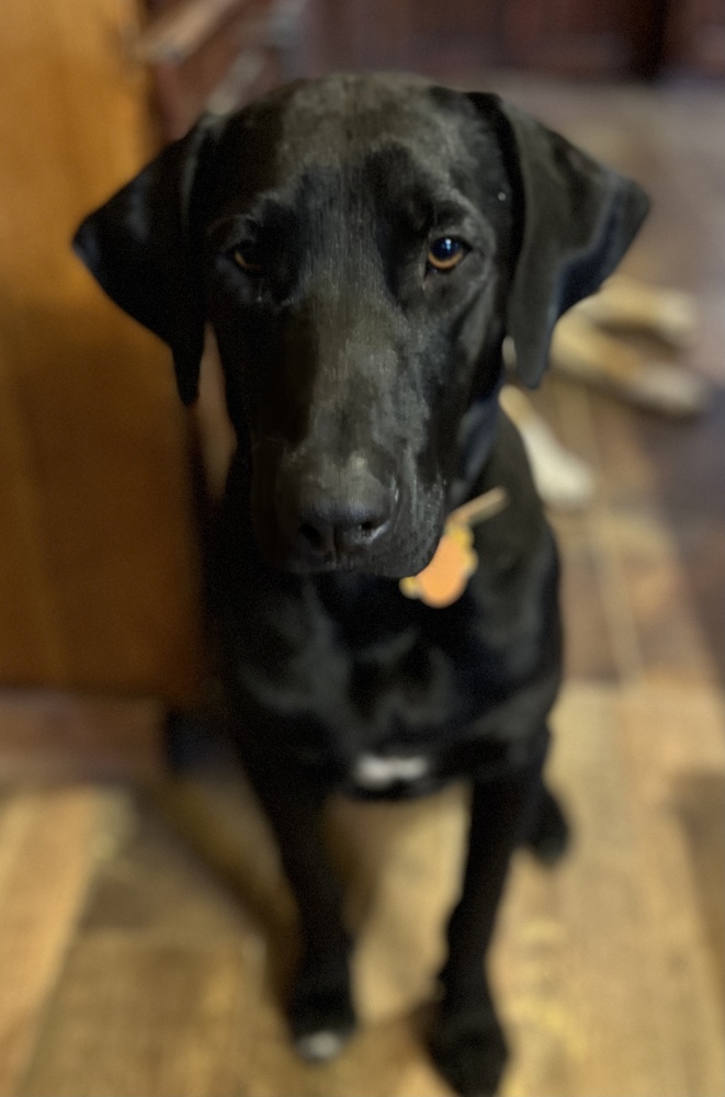 Rhodesian Ridgeback Black Lab Mix