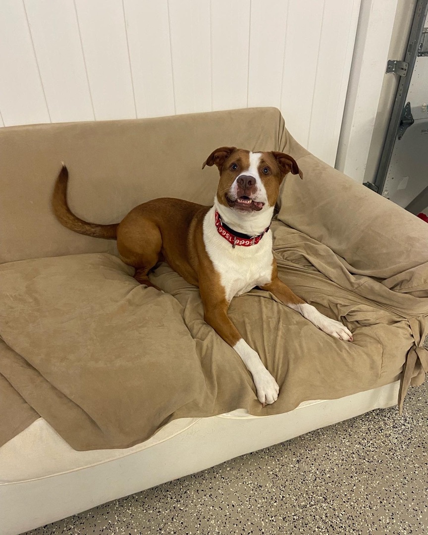 Sawyer, an adoptable Hound, Cattle Dog in Monroe, NC, 28110 | Photo Image 5