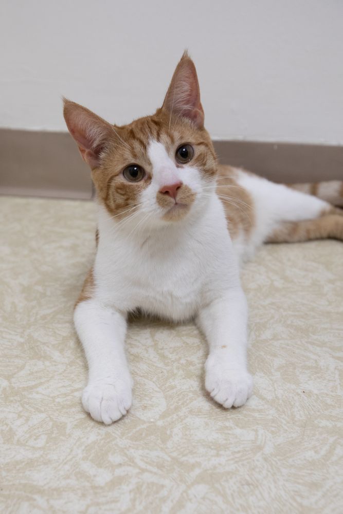 Cat for adoption Marmalade, a Domestic Short Hair in Montclair, NJ