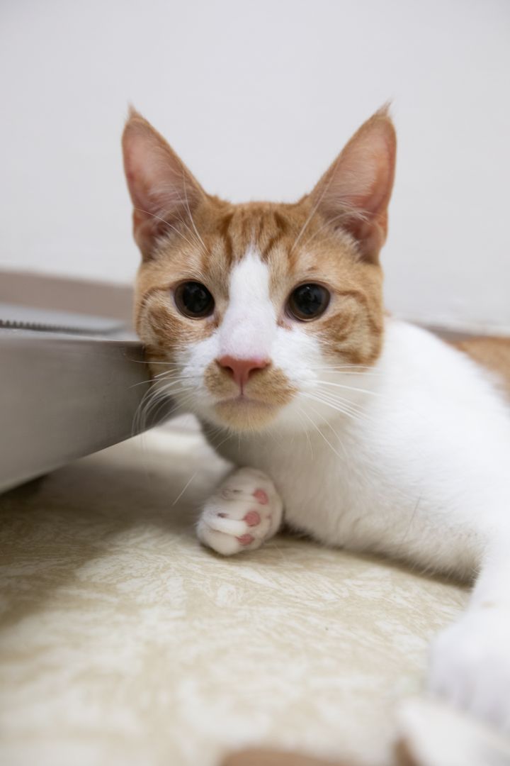 Cat for adoption Marmalade, a Domestic Short Hair in Montclair, NJ