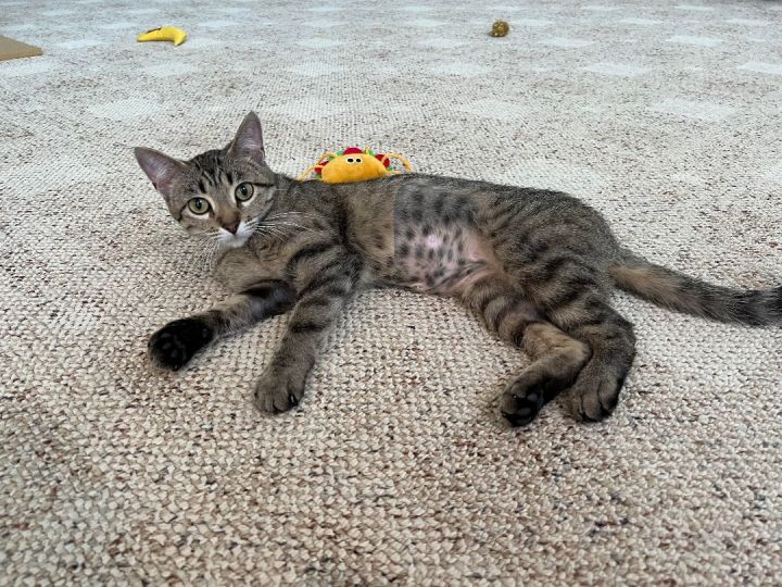 Uno , an adoptable Tiger & Domestic Short Hair Mix in Holland, MI_image-6