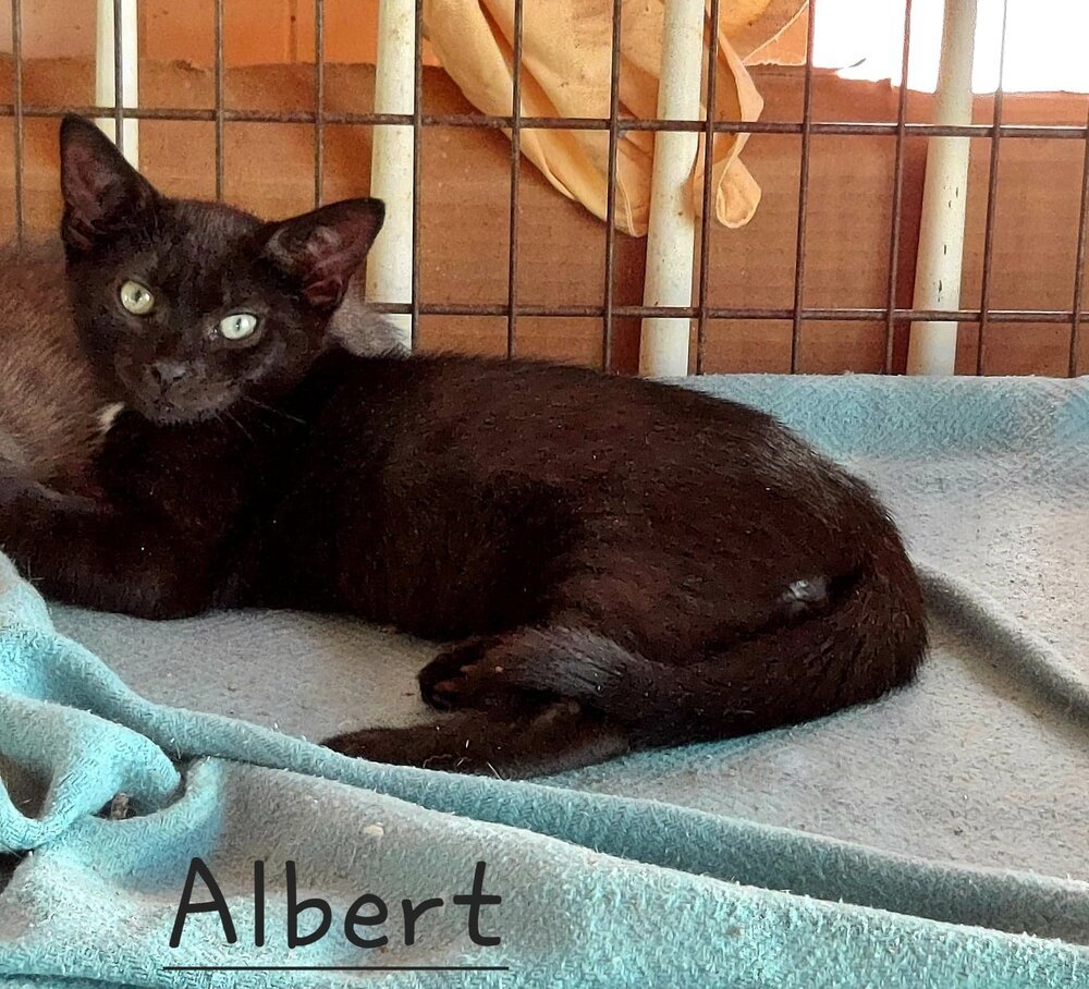Albert, an adoptable Domestic Short Hair in Culpeper, VA, 22701 | Photo Image 1