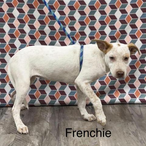 Frenchie