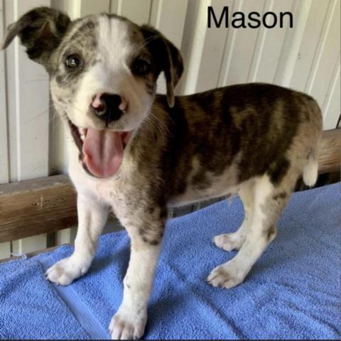 Mason