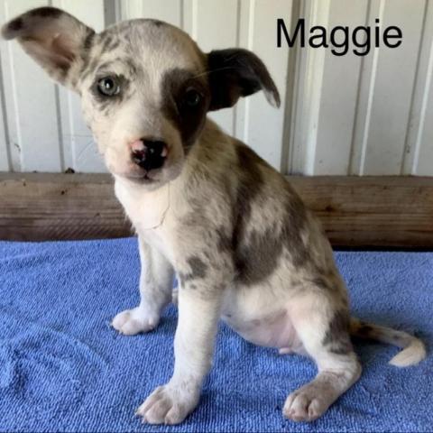 Maggie